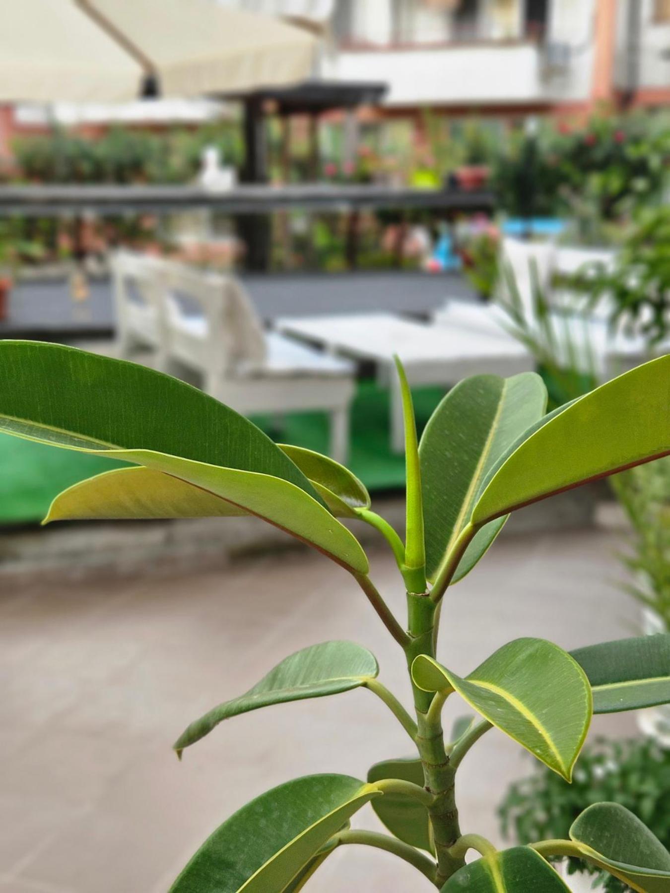 Guest House Petrovi Равда Екстер'єр фото